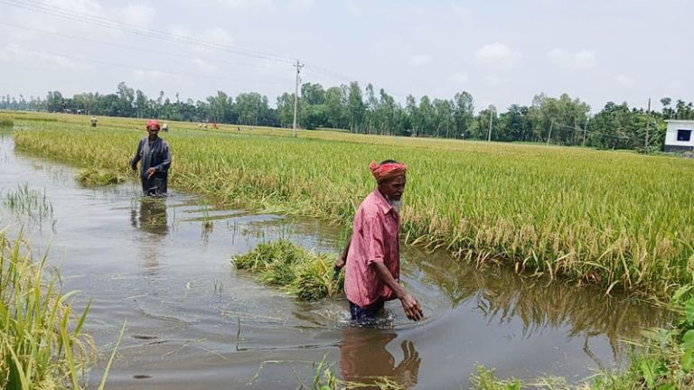 টানা বৃষ্টিতে কুড়িগ্রামের বোরো চাষে শঙ্কা, মাঠে ডুবে অর্ধেক ধান