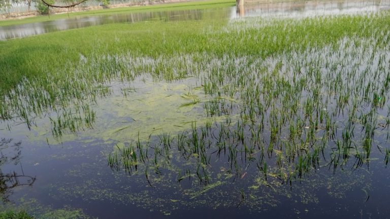 চাকিরপশার বিল রক্ষায় কুড়িগ্রামে চালু হলো ডিজিটাল দাগ নম্বর প্ল্যাটফর্ম
