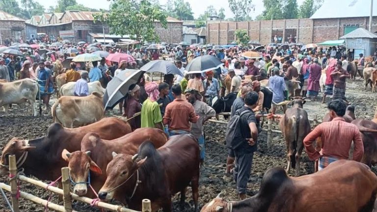 কুড়িগ্রামের পশুর হাটে গবাদিপশুর সরবরাহ বেশি, ক্রেতা কম হওয়ায় দুশ্চিন্তায় প্রান্তিক খামারিরা