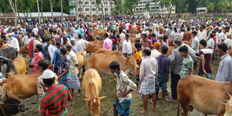 নাসিরনগরে জমে উঠেছে কোরবানির পশুর হাট, ক্রেতাদের প্রথম পছন্দ দেশী গরু