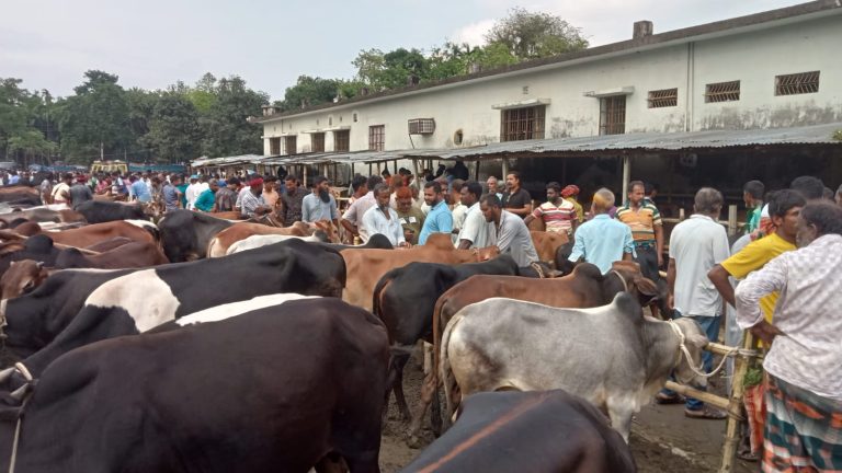 পঞ্চগড়ের রাজনগড় হাটে গরুর আমদানি বেশি, ক্রেতা সংকটে হতাশ খামারি