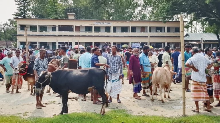আবারো প্রশাসনের নীরবতায় কুড়িগ্রামের আলোচিত স্কুলমাঠে পশুর হাট