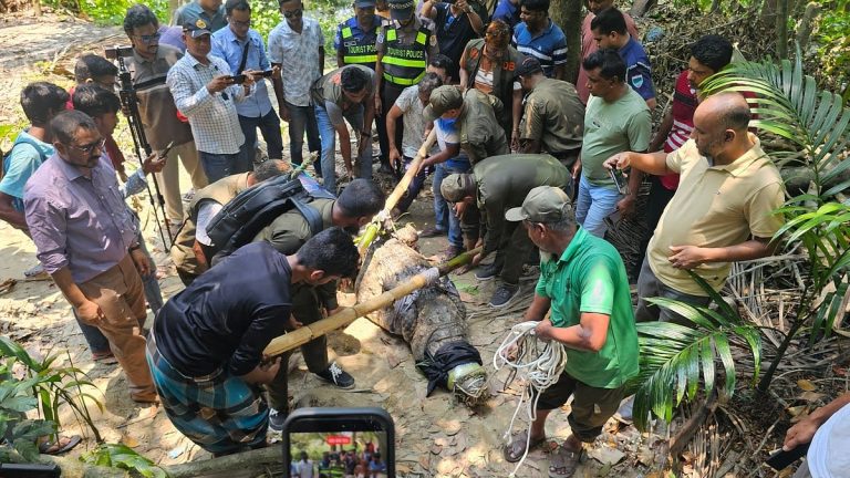 বাগেরহাটের খানজাহান আলী মাজারের দিঘি থেকে শেষ কুমিরটি অপসারণ: জননিরাপত্তায় চূড়ান্ত সিদ্ধান্ত  ‎