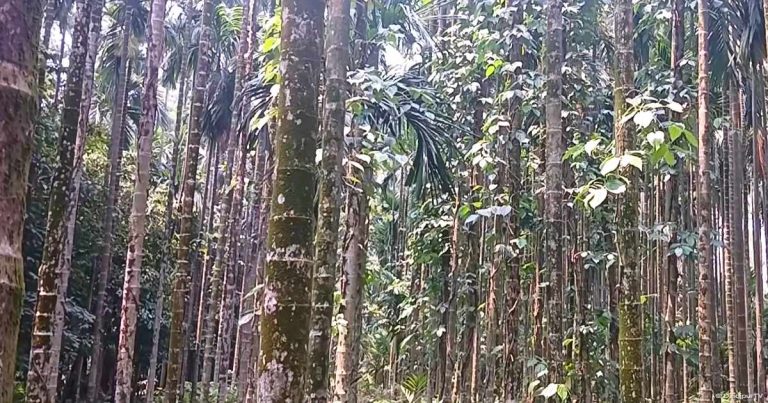 রংপুর বিভাগের বৃহত্তম সুপারি বাগান কুড়িগ্রামে, বছরে আয় কোটি টাকা