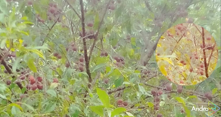 পাহাড়ি অঞ্চলের কৃষিতে নতুন সম্ভাবনার দ্বার উন্মোচিত করেছে আলুবোখারা (বারি-১)