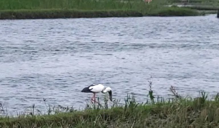 কুড়িগ্রামে বিরল শামুকখোল পাখির দেখা, প্রকৃতিপ্রেমীদের মাঝে উচ্ছ্বাস