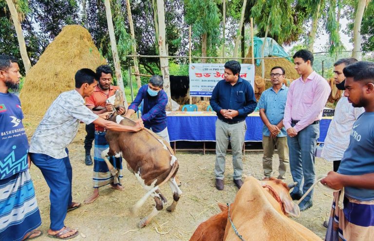 সিংড়ায় গবাদিপশুর লাম্পি স্কিন রোগ প্রতিরোধে টিকা ক্যাম্পেইন অনুষ্ঠিত