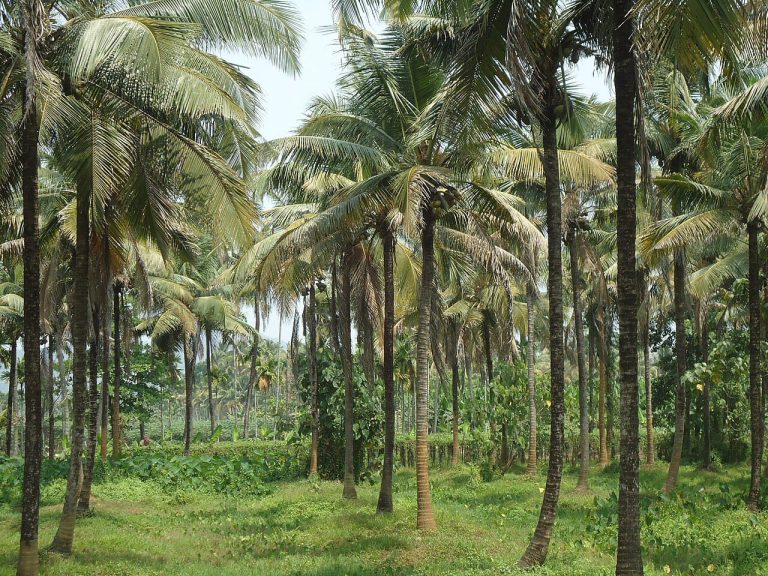হোয়াইট ফ্লাইয়ের আগ্রাসনে বিলুপ্তির পথে বাগেরহাটের ঐতিহ্যবাহী নারিকেল তেল শিল্প