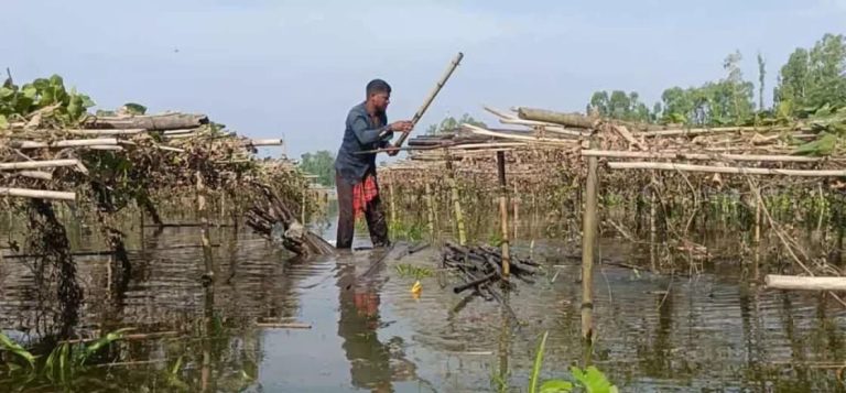 টানা বৃষ্টিতে চরভদ্রাসনে কৃষিজমি জলাবদ্ধ, ক্ষতির মুখে কৃষক