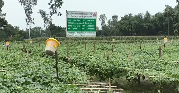 কুড়িগ্রামে বাড়ছে তাপমাত্রা, জলবায়ু-সহনশীল কৃষিতে ঝুঁকছেন কৃষকরা