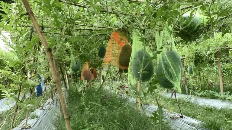 জলবায়ু অভিযোজনে কুড়িগ্রামে জনপ্রিয় হচ্ছে বারোমাসি তরমুজ চাষ, বাড়ছে কৃষকের আয়