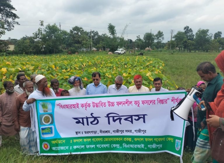 গাজীপুরে বারির উদ্যোগে উন্নত জাতের পানিকচুর মাঠ দিবস অনুষ্ঠিত